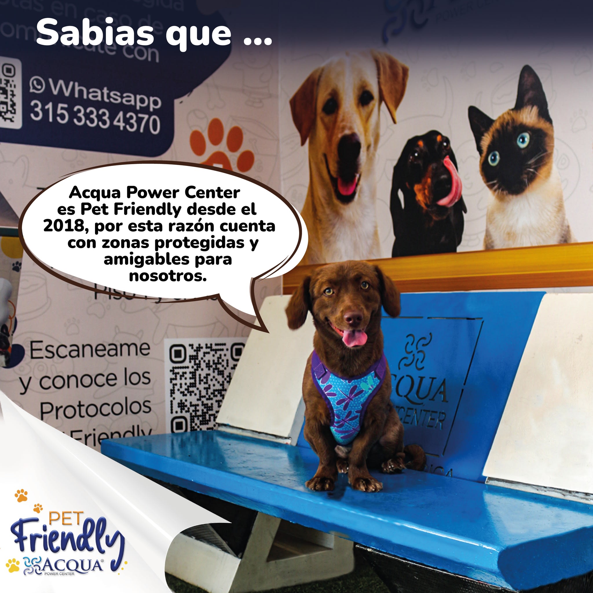 zonas pet 3
